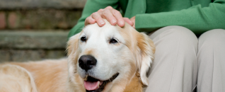 Hand patting dog